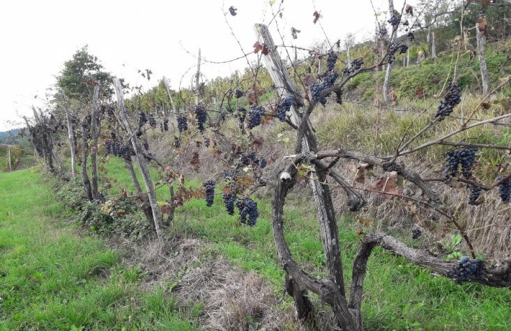 Wine Bottles Bizjak Wines - Vipava Valley