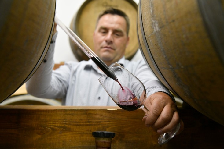 Zaloščan vina De Adami - degustacija vin v Vipavski dolini