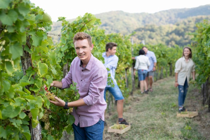 Pridelava vin Posestvu Berce v Vipavski dolini