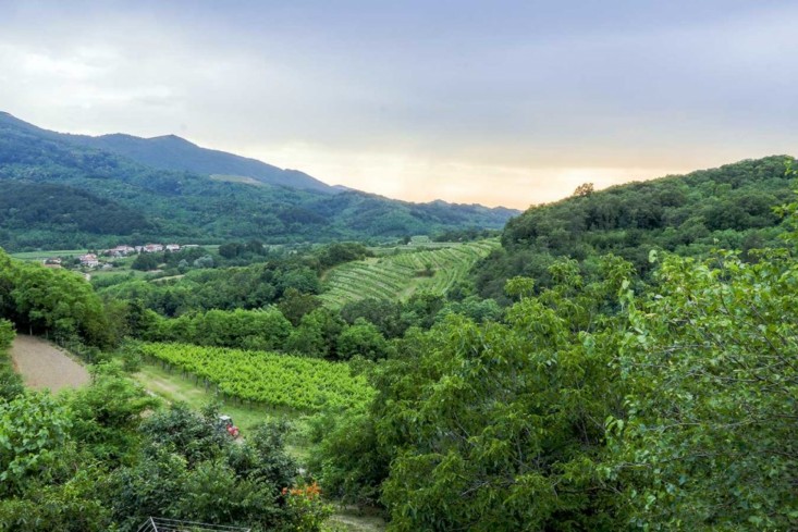Čebron Family Estate - Vipava Valley vineyards