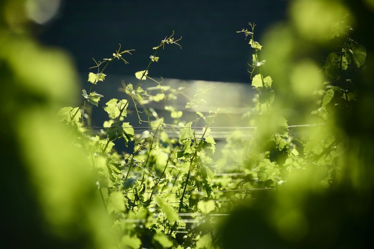 Kmetija Tratnik - pridelava vina v Vipavski dolini