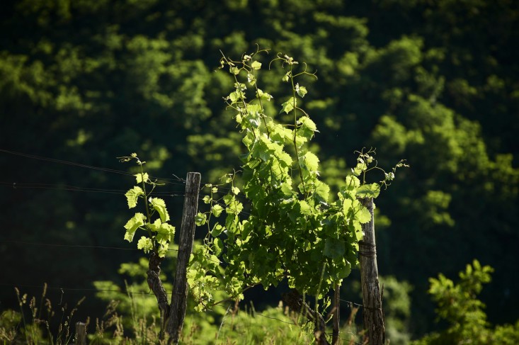 Degustacija vin Kmetija Tratnik v Vipavski dolini